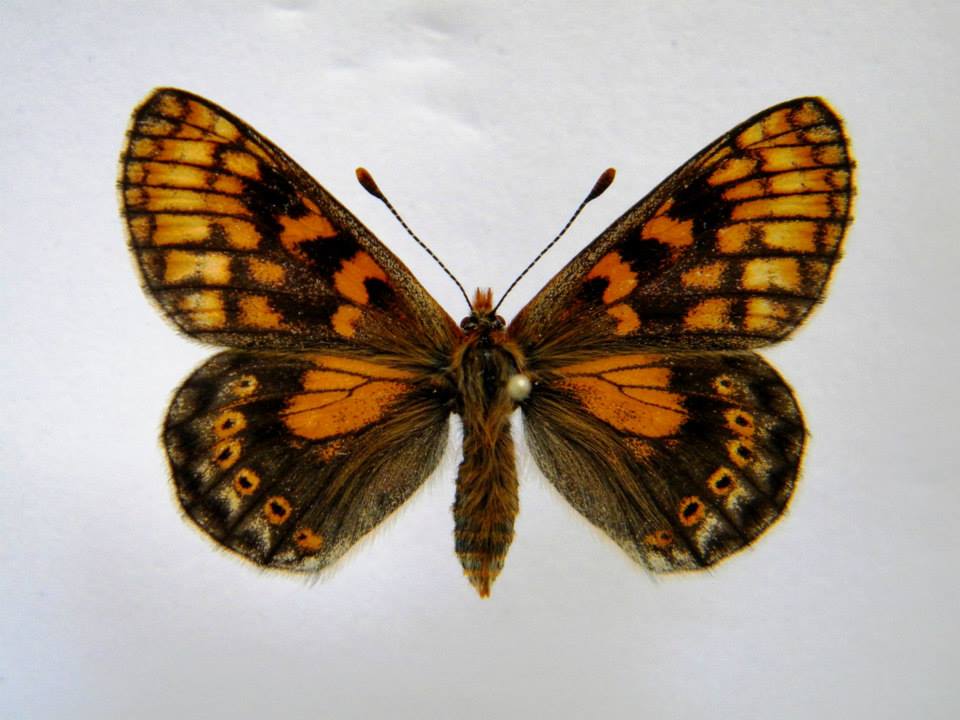 Euphydryas aurinia (cold shock abberant) B (Internet Image property of respective owner, non-commercial use only)